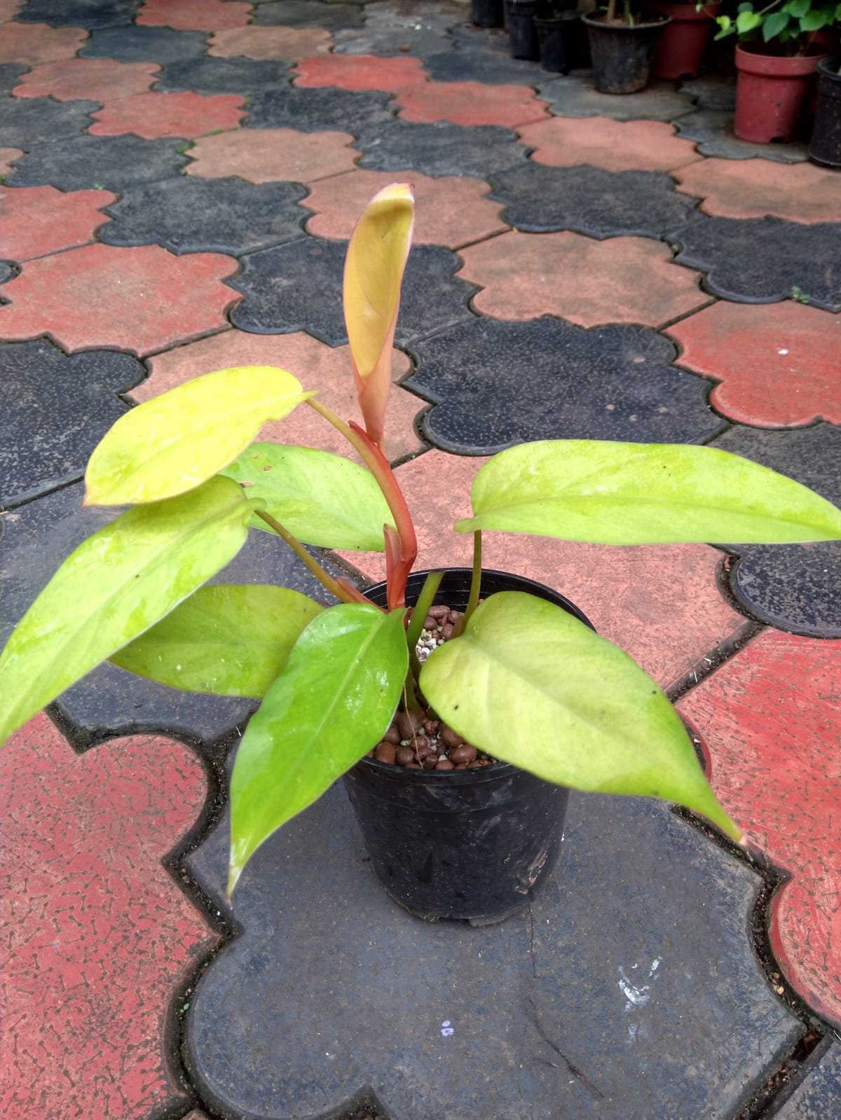 Philodendron Golden Erbescens. - Image 2