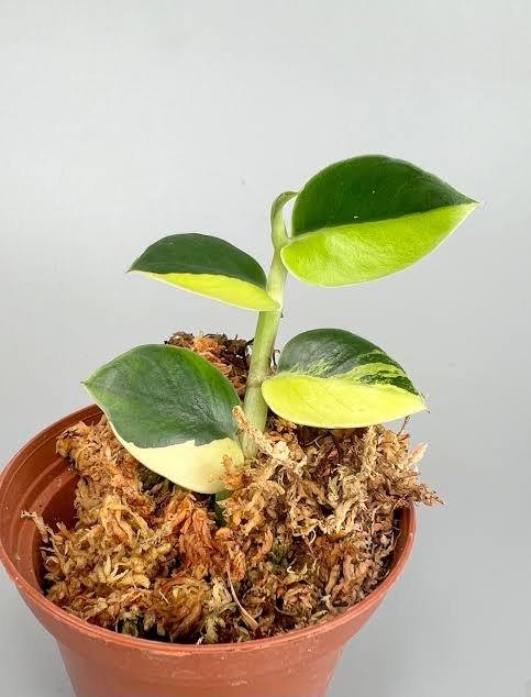 Rhaphidophora Hayi Variegated