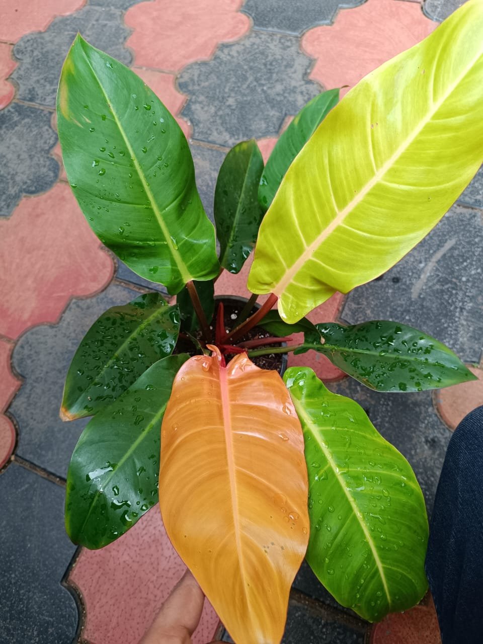 Philadendron Prince of Orange - Image 2