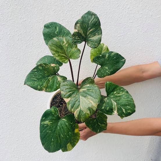 Homalomena Variegated