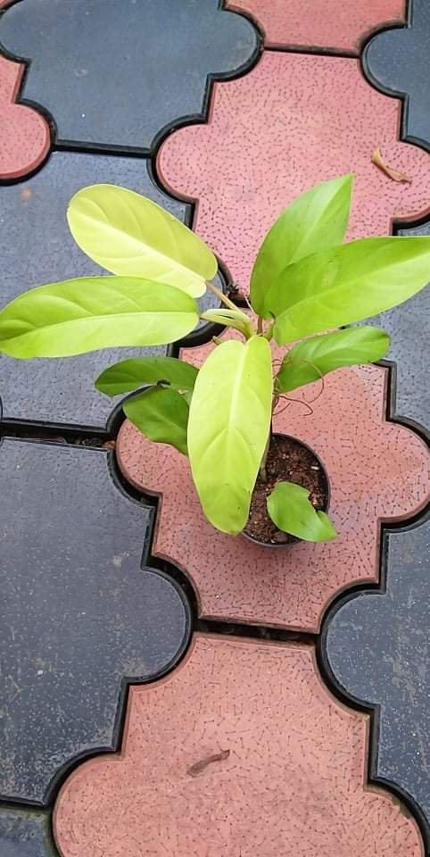 Philodendron yellow - Image 2