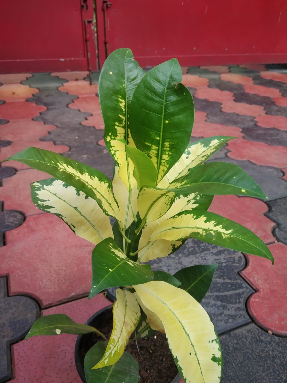 Yellow Iceton - Image 2