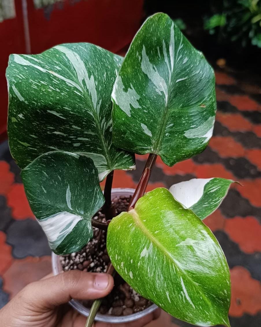 PHILODENDRON WHITE KNIGHT MARBLE - Image 2