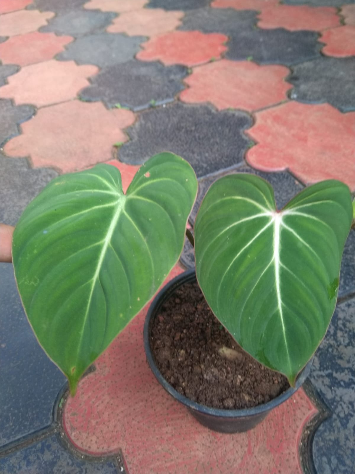 Philodendron Gloriosum - Image 2