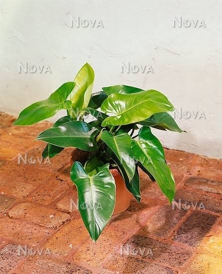 Philodendron Emerald Green