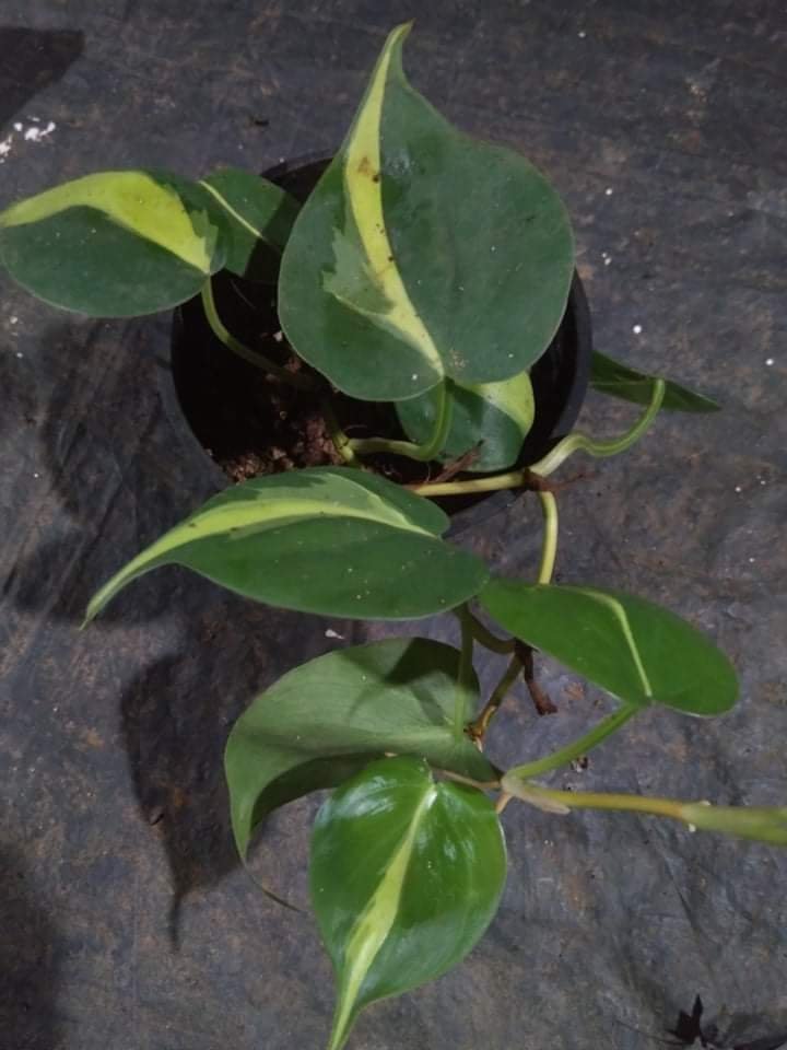 Brazilian Philodendron. - Image 2