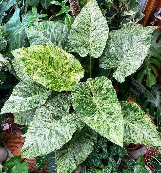 Philodendron Giganteum Blizzard