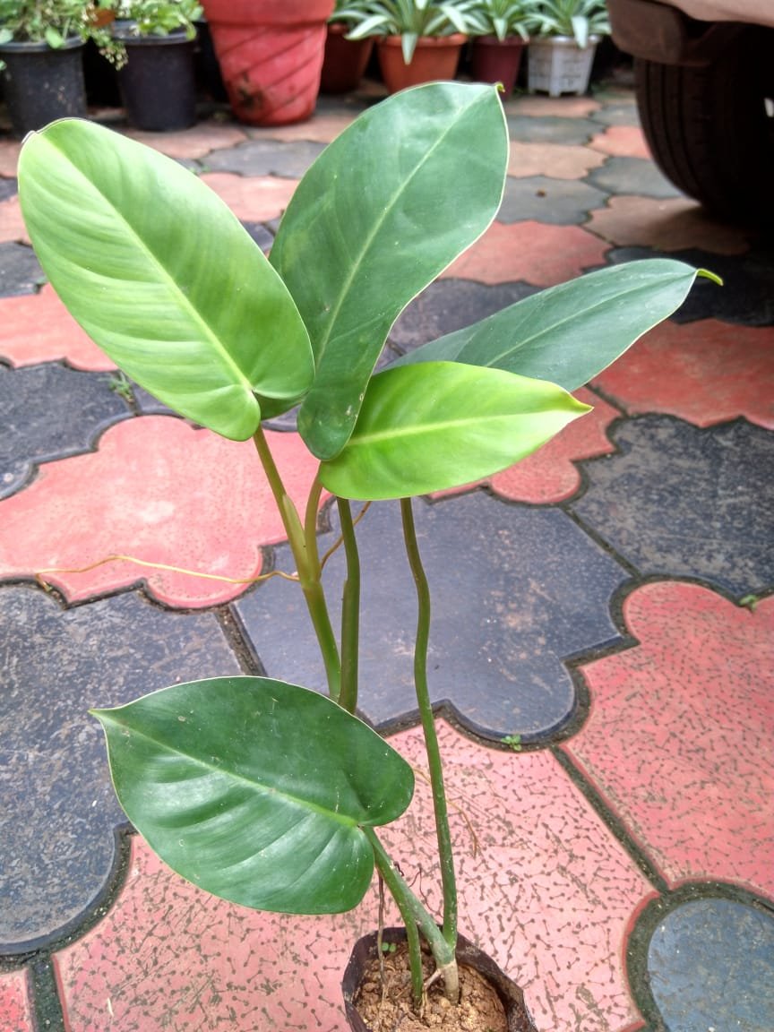 Philodendron Emerald Green - Image 2