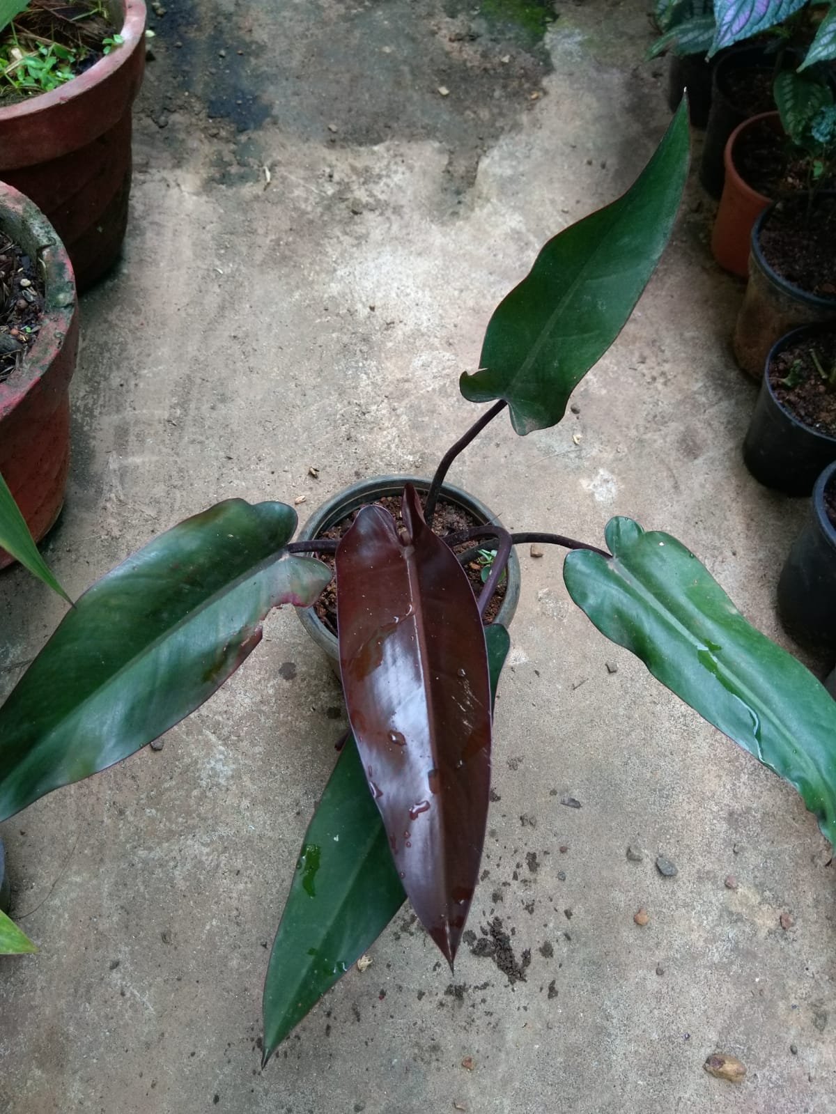 Philadendron Black Majestic. - Image 2