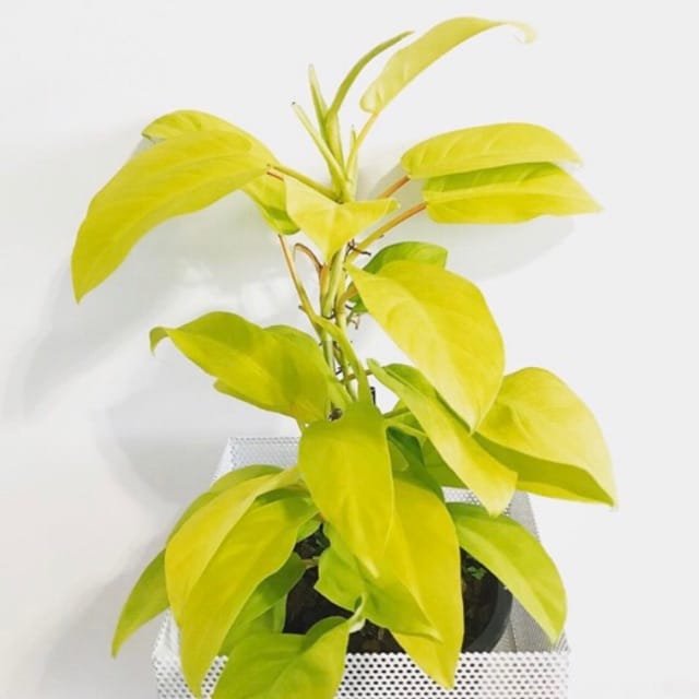 Philodendron yellow