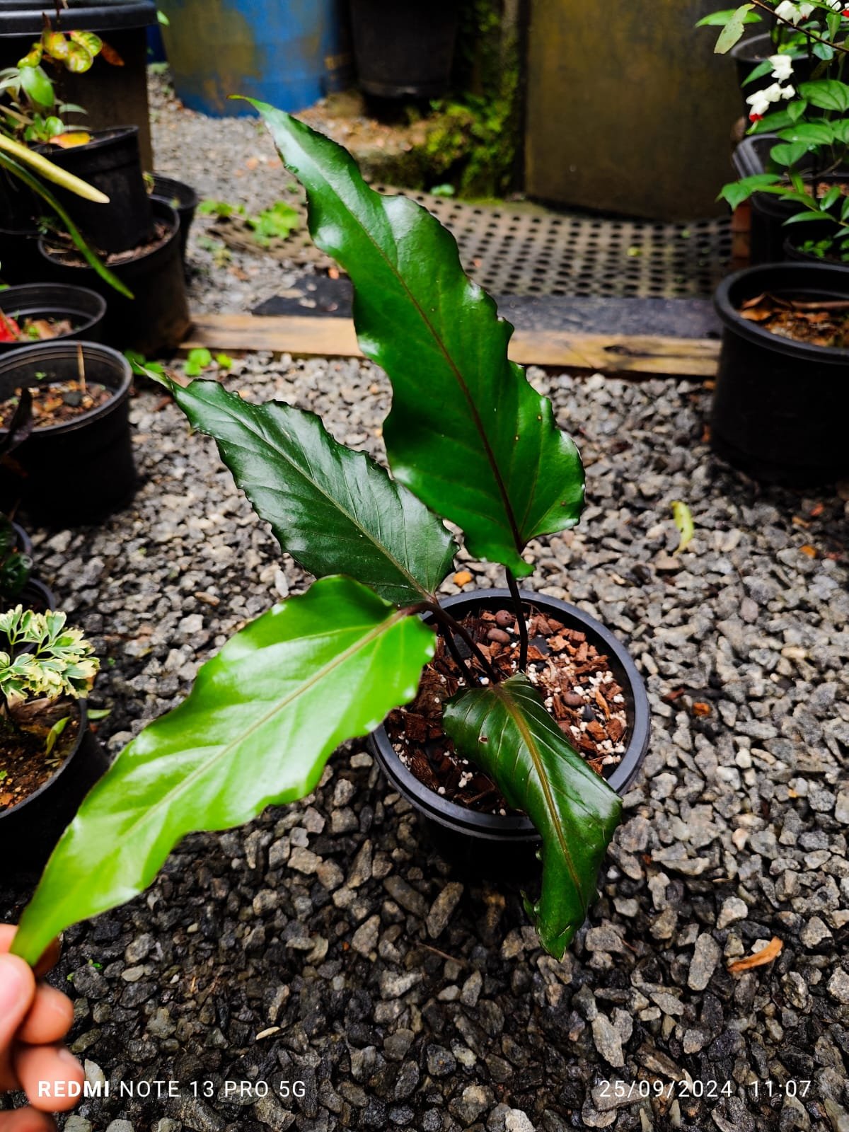 Anthurium Black Beauty - Image 2