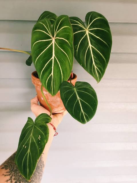 Philodendron Gloriosum
