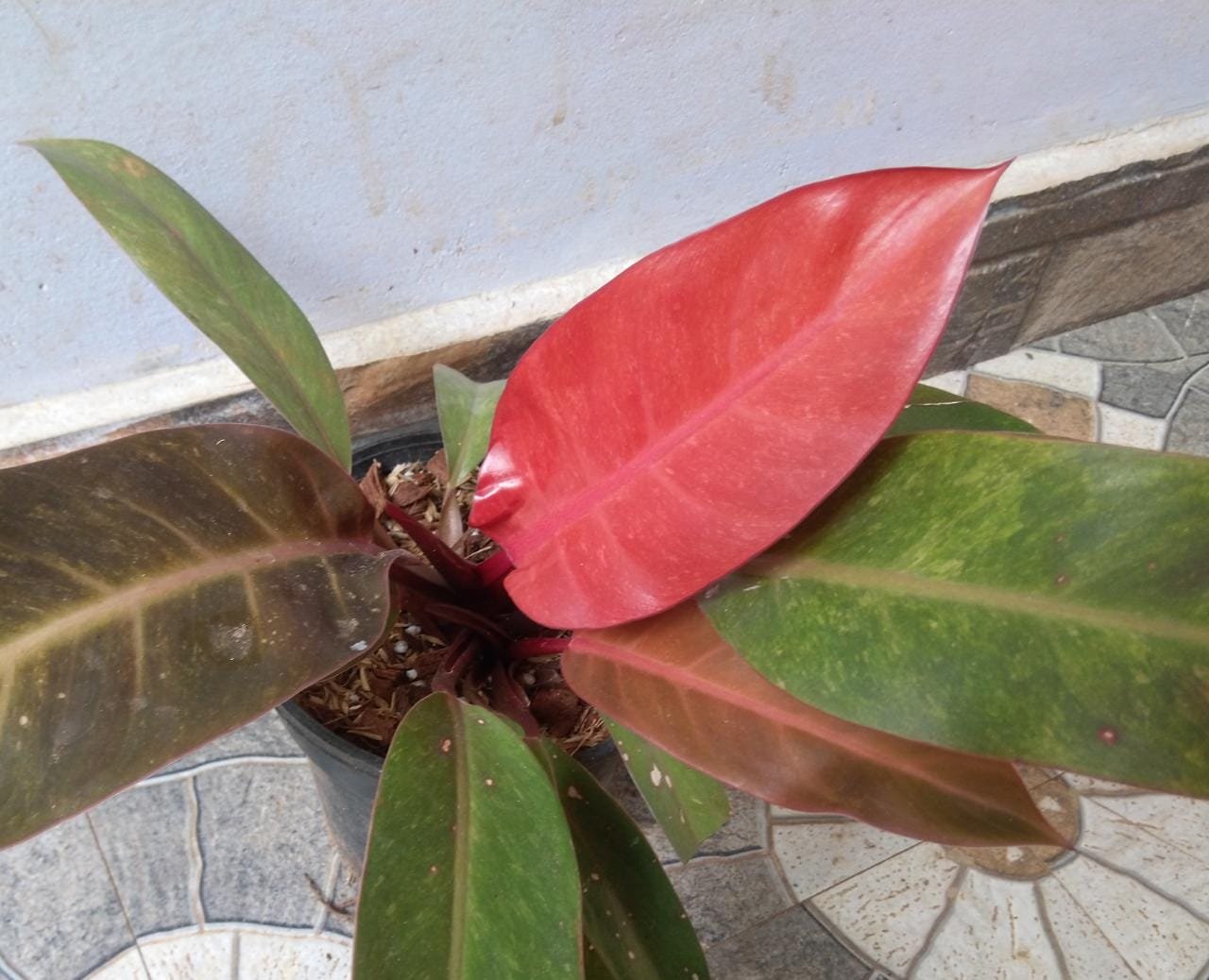 PHILADENDRON SUN RED - Image 2