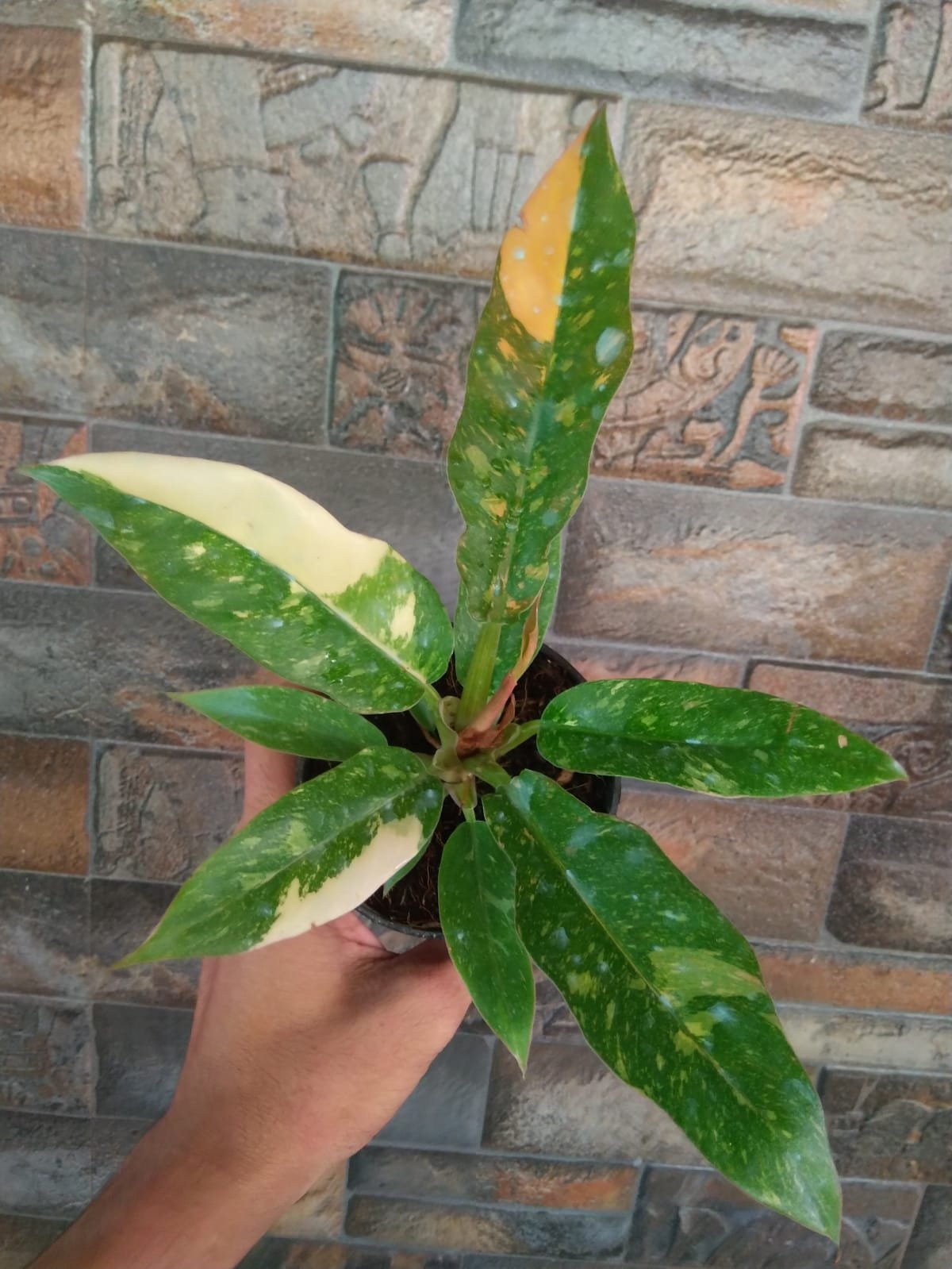 RING OF FIRE VARIEGATED - Image 2