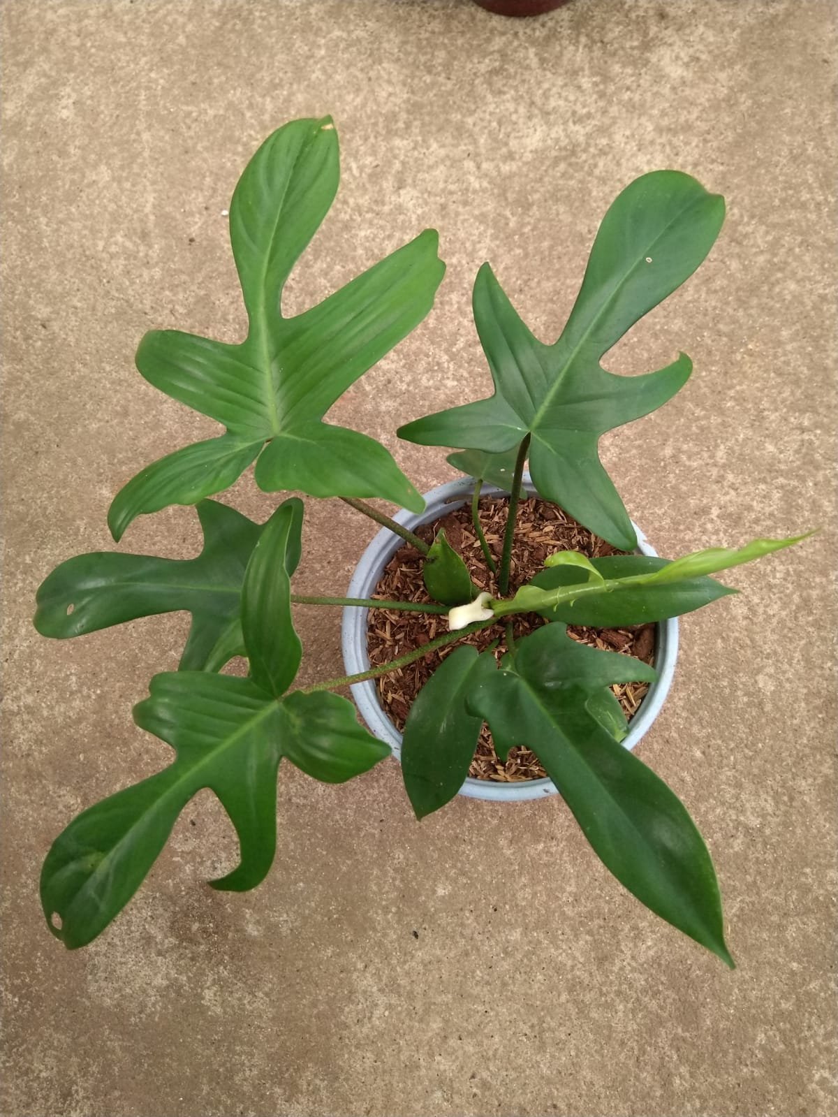 Philo Florida Ghost Green Big Size - Image 2