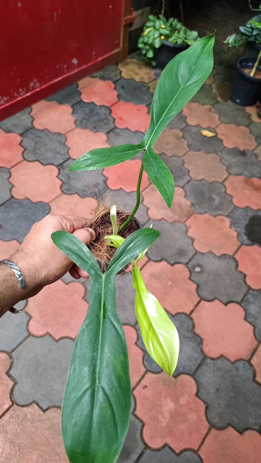 Philodendron 69696 - Image 2