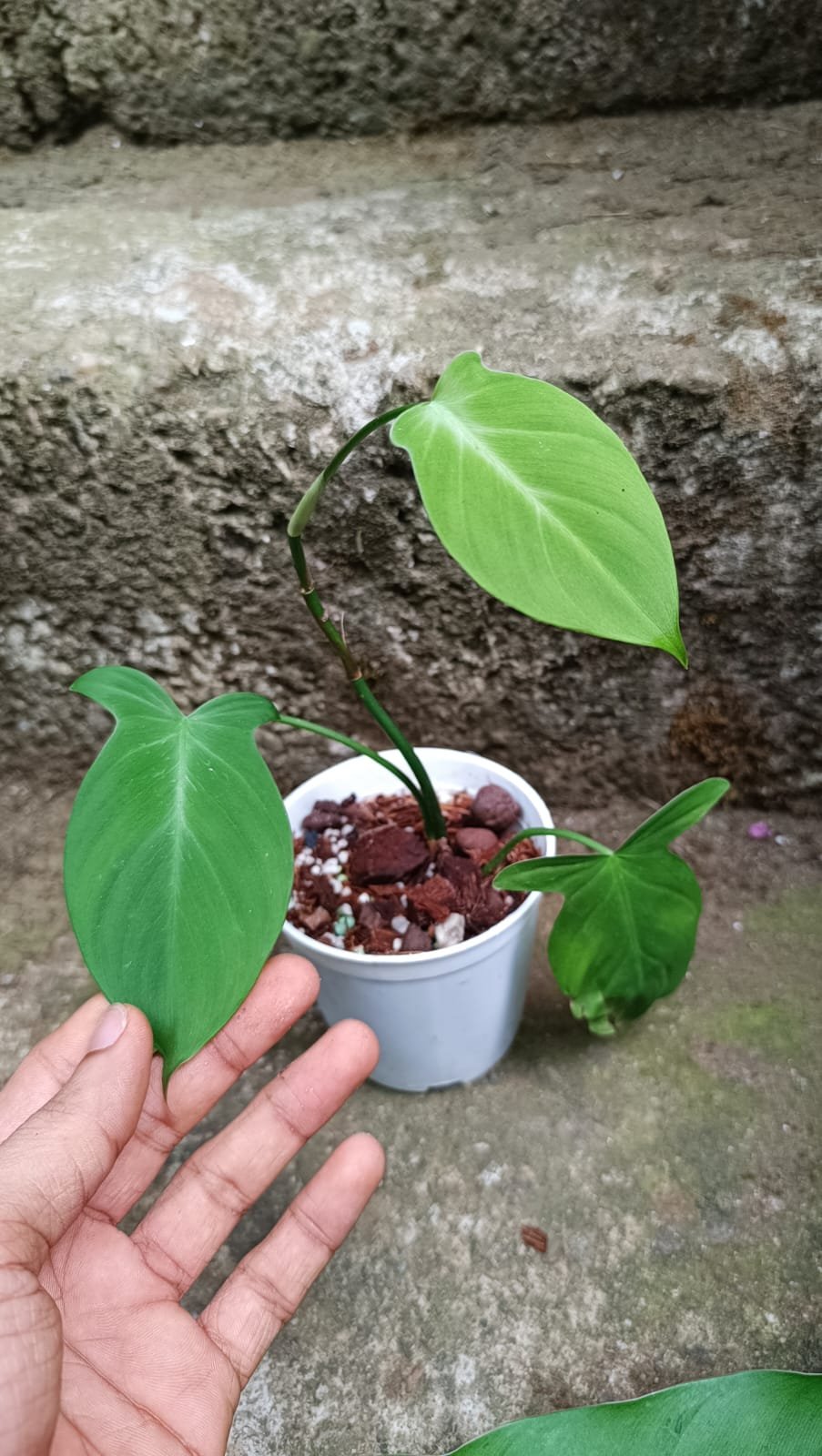 PHILODENDRON CAMPOSPORTOANUM - Image 2