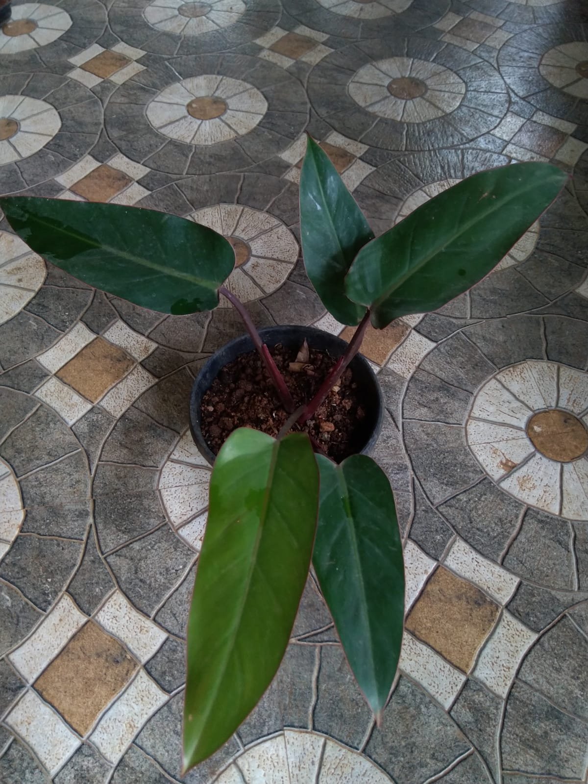 Philodendron Bloody Mary - Image 3