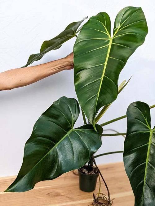 Philodendron Cordatum