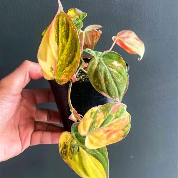 Philo Micans Pink Tricolor