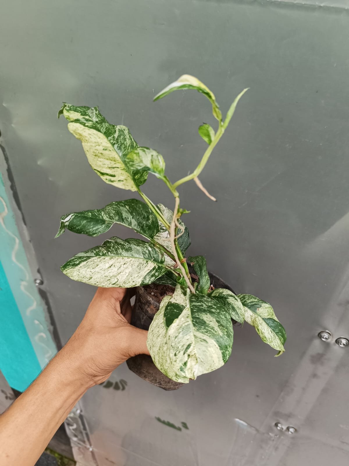 RAPHIDOPHORA PUBERULA MARBLE - Image 2