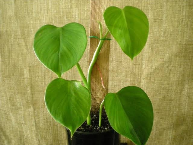 Philodendron Microstictum