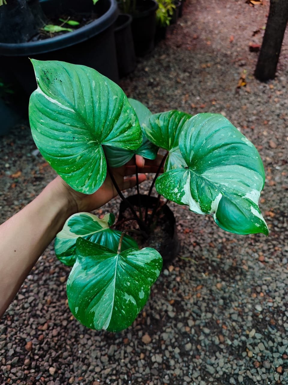 Homalomena Variegated - Image 2