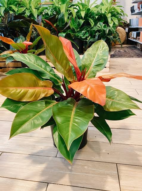 Philadendron Prince of Orange