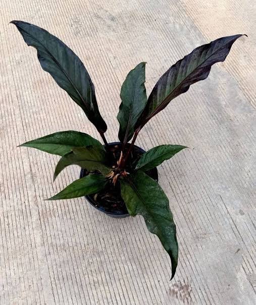 Anthurium Black dragon ( seedlings)