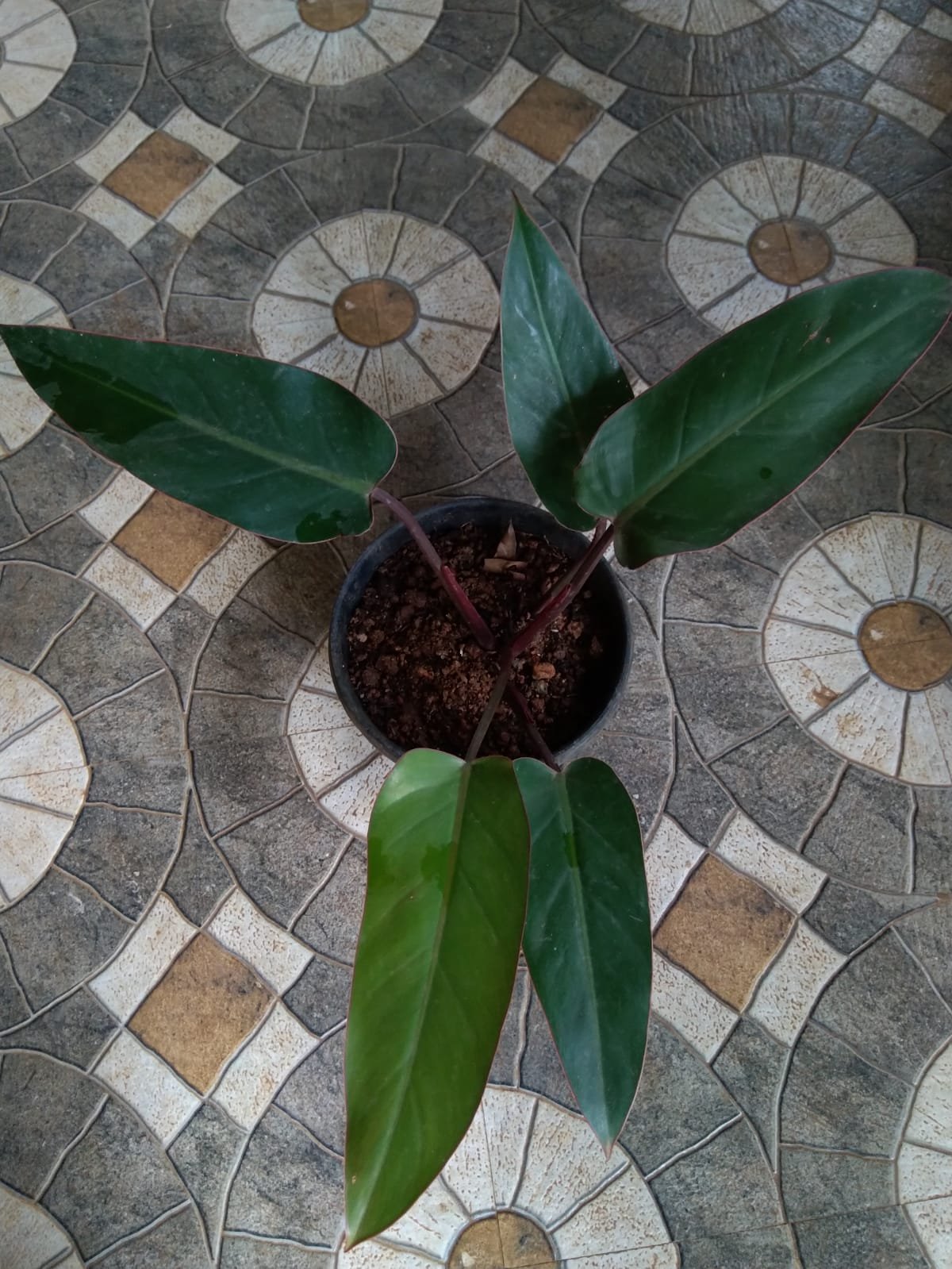 Philodendron Bloody Mary - Image 2