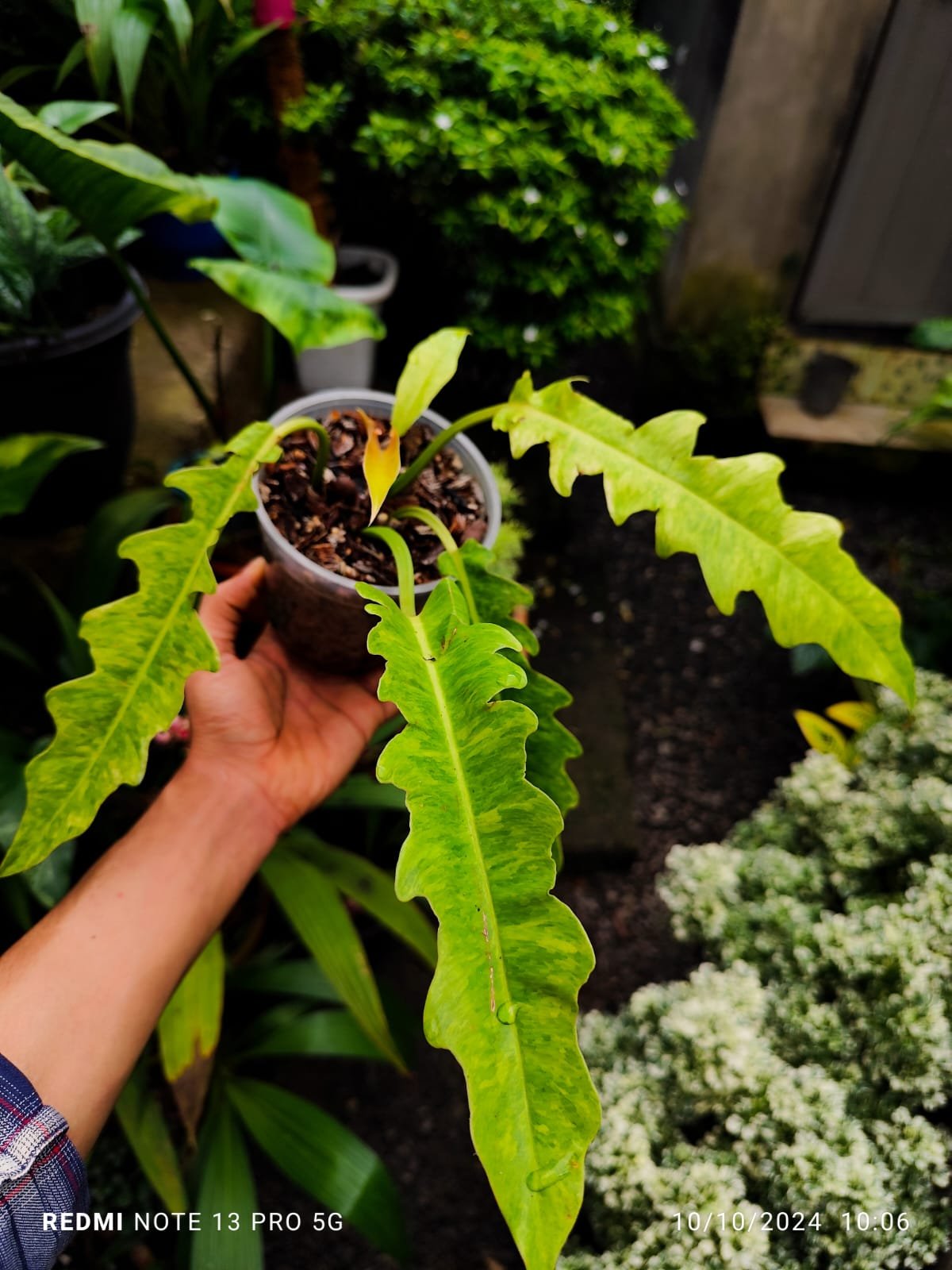 Philodendron Golden Saw Marble Variegated - Image 3