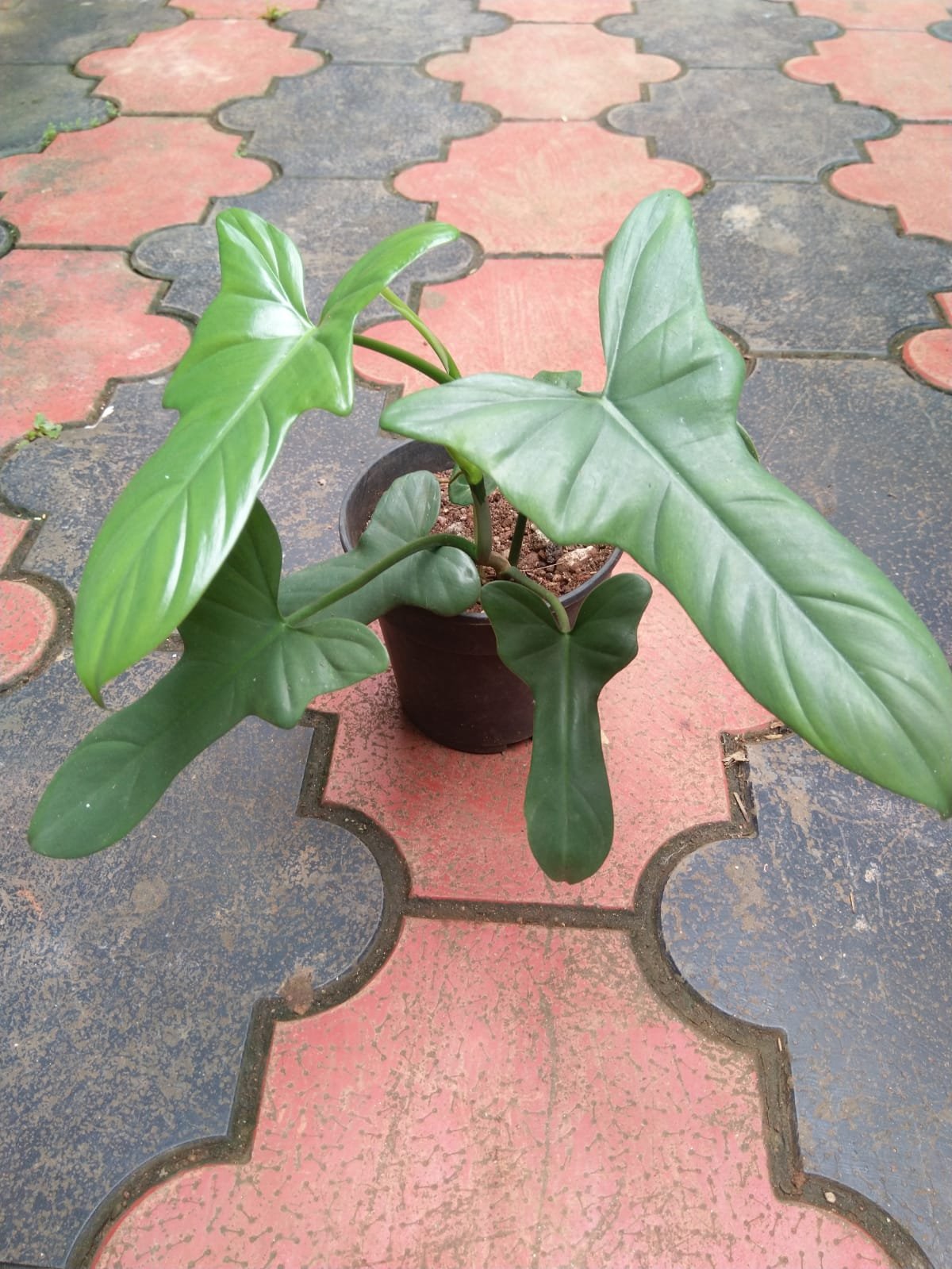 Philodendron Violin. - Image 2