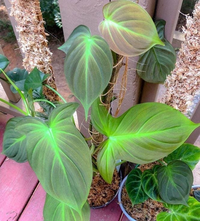 PHILODENDRON CAMPOSPORTOANUM