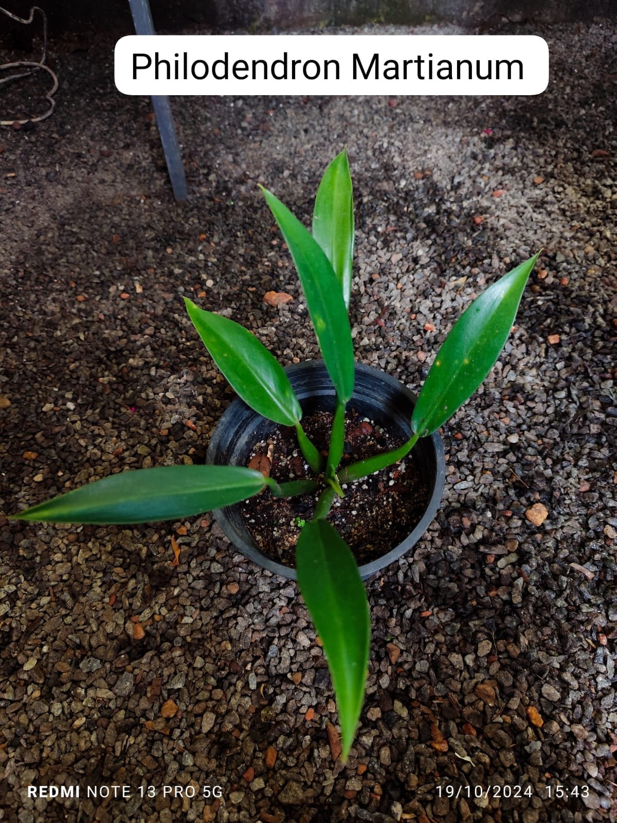 PHILODENDRON FAT BOY - Image 2