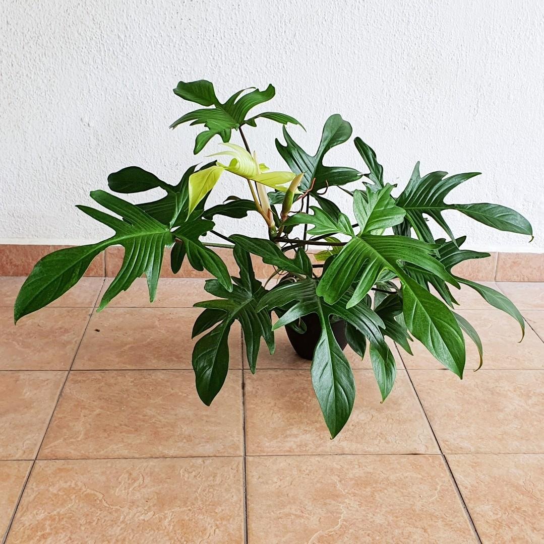 Philo Florida Ghost Green Big Size