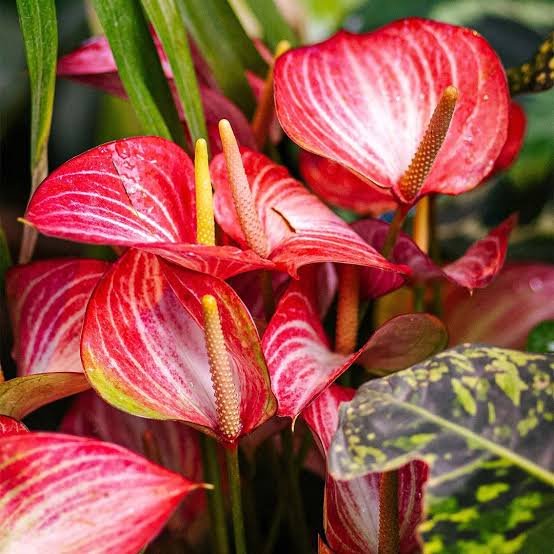 ANTHURIUM LIVIUM DUTCH