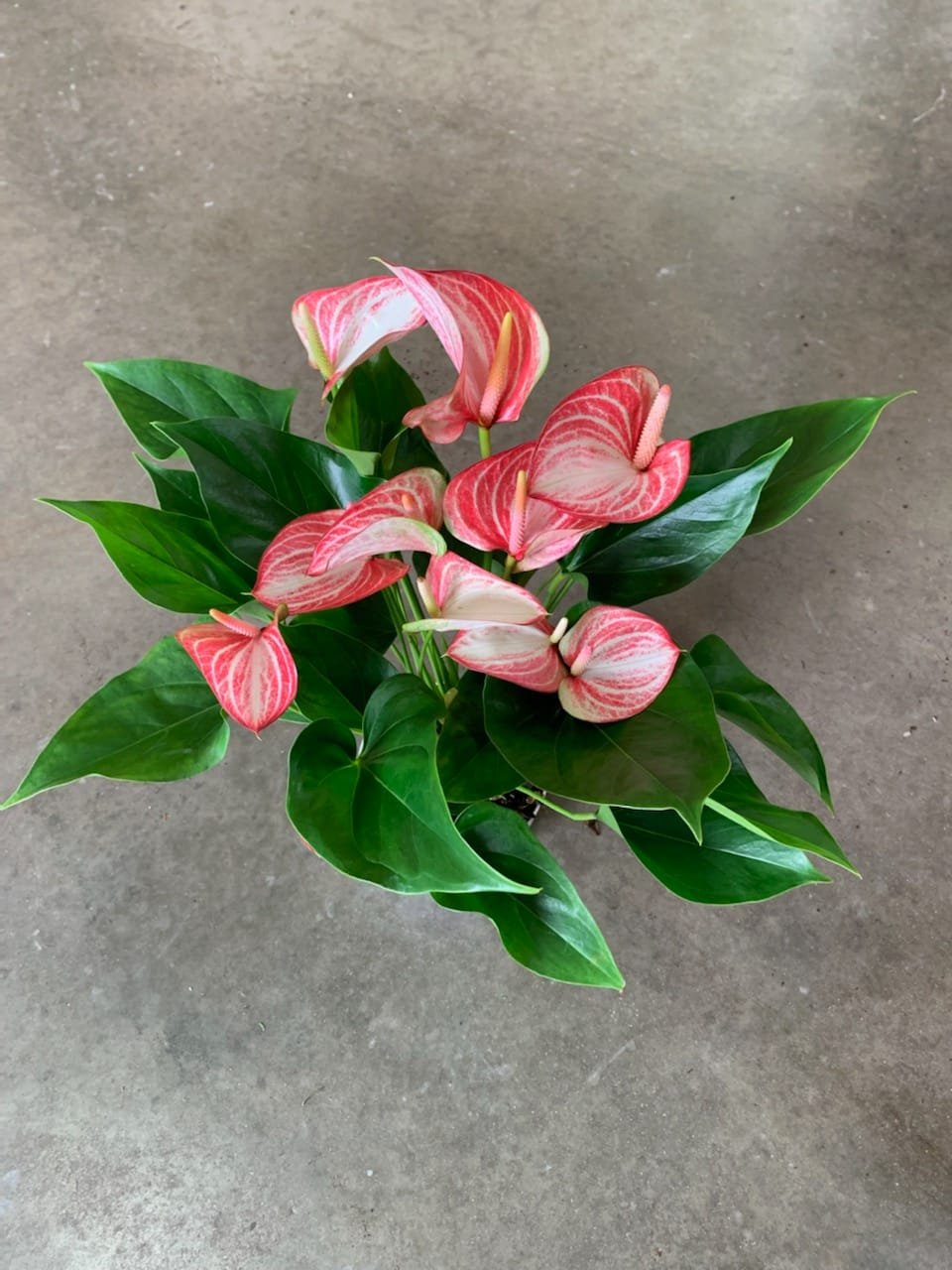 ANTHURIUM LIVIUM DUTCH - Image 2
