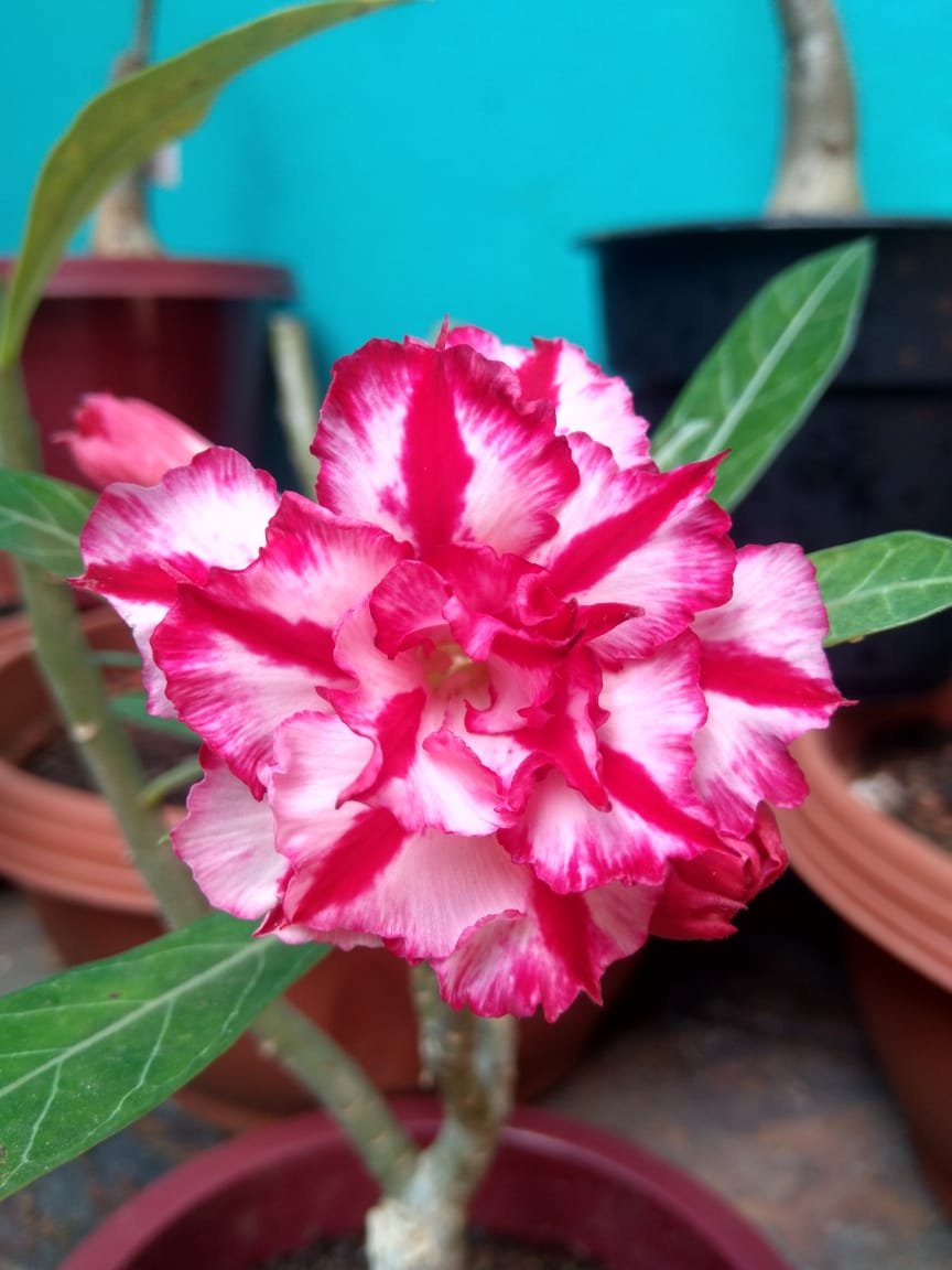 Adenium big size