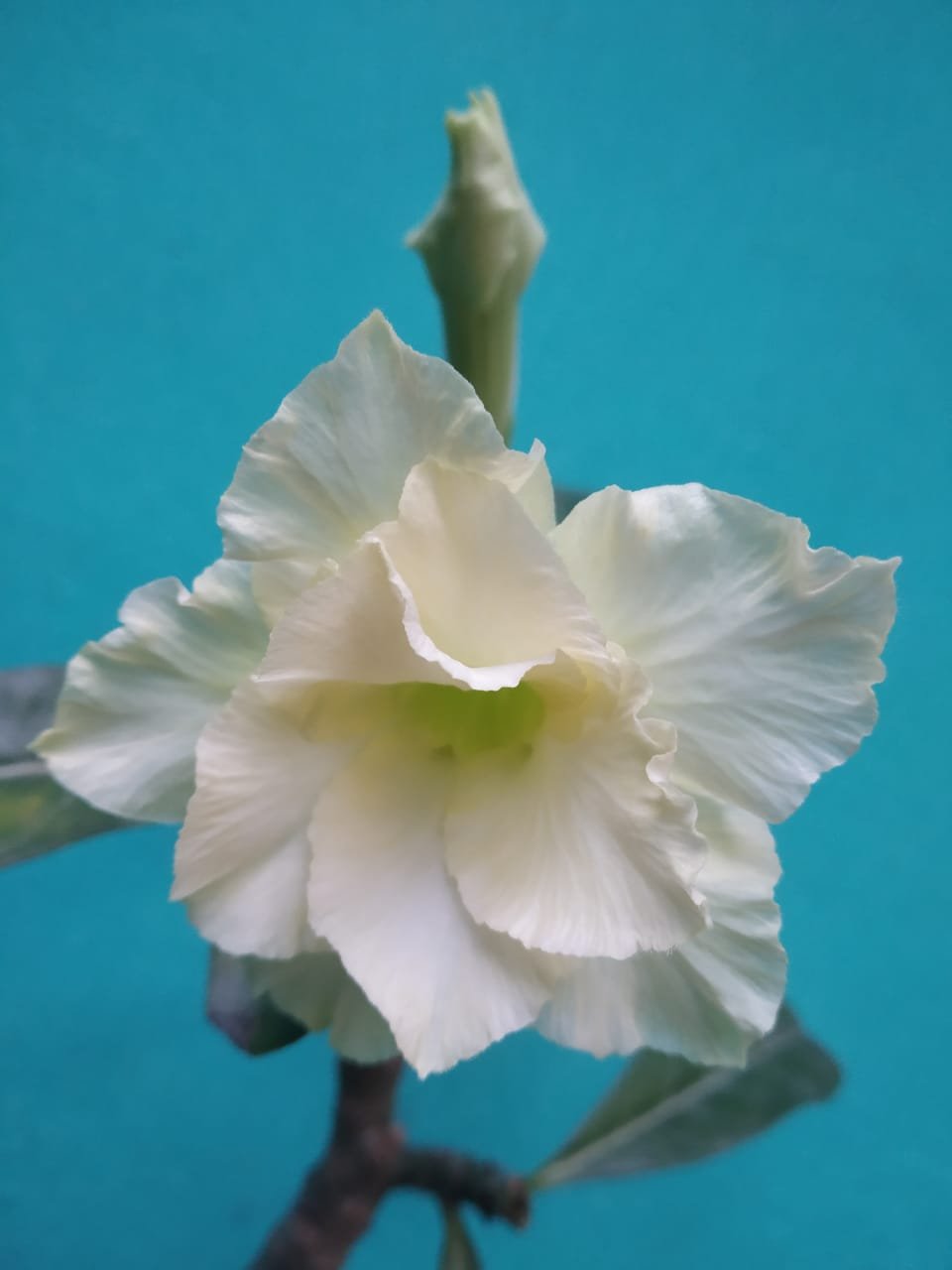 Adenium big size - Image 2