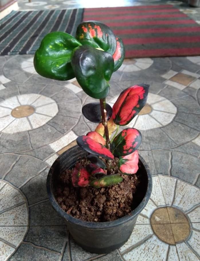 Apple Croton. (Big size) - Image 2