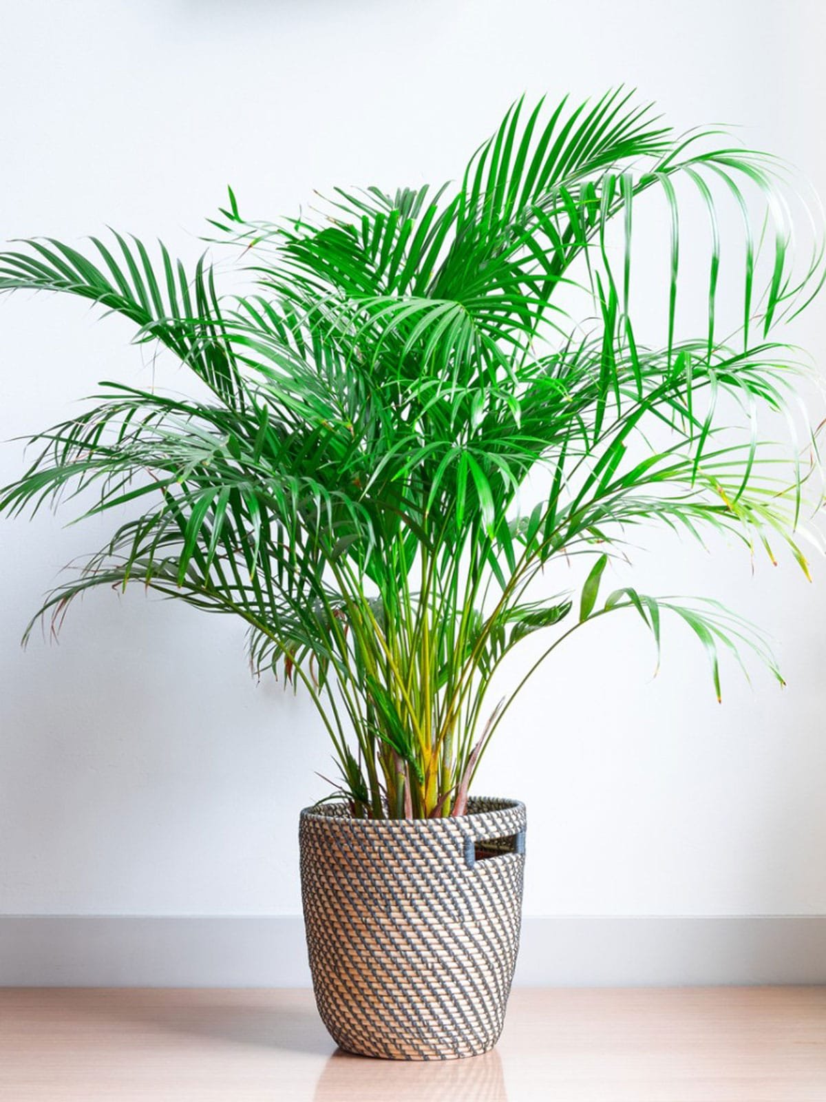 Areca palm medium size