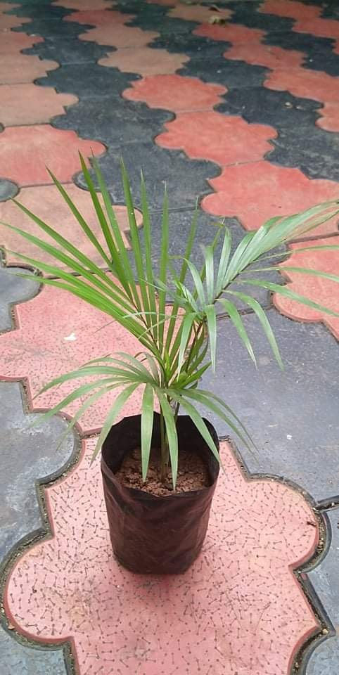 Areca palm medium size - Image 2