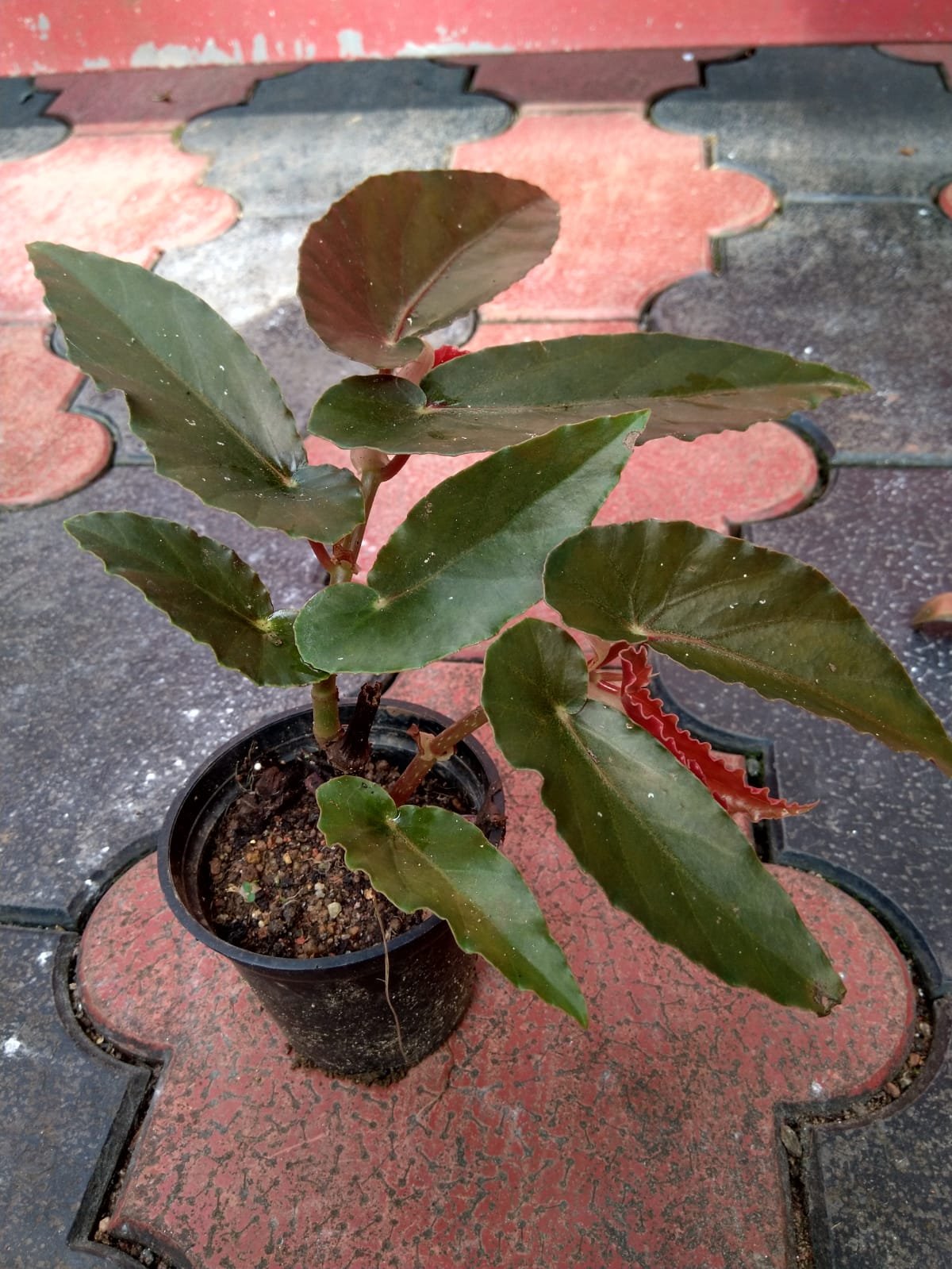 Bigonia - 4. - Image 2