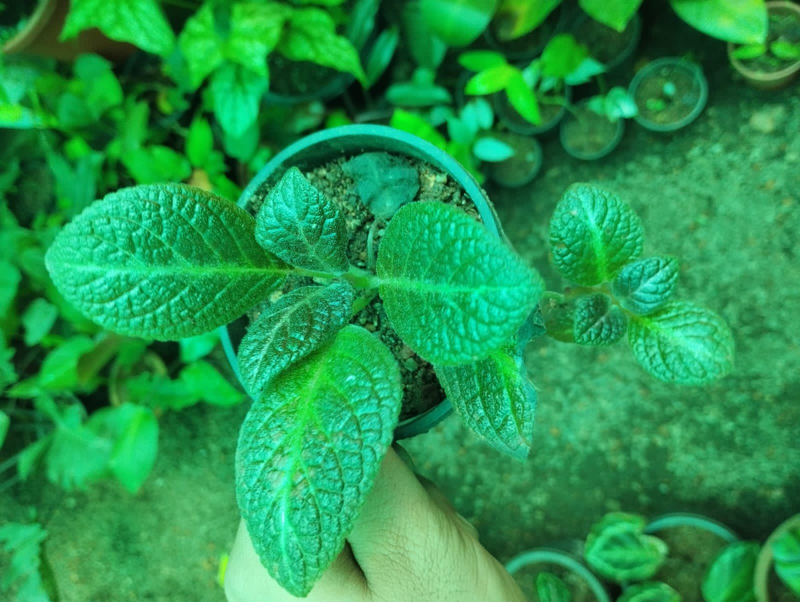 Episcia 10 - Image 2