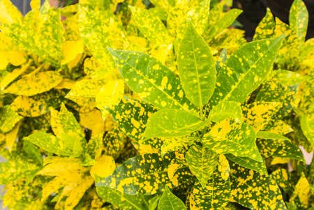 GOLD DUST CROTON