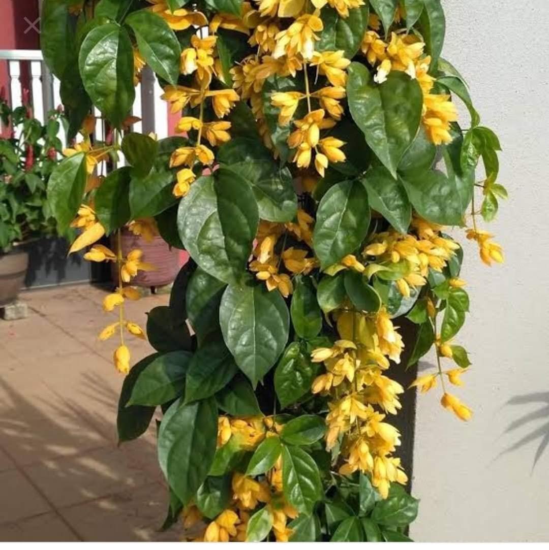 GOLDEN CASCADE MATURED