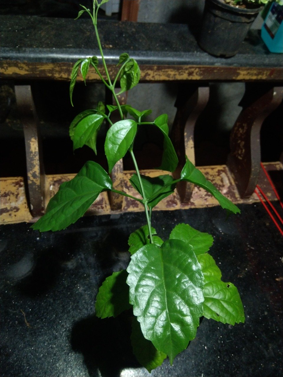 GOLDEN CASCADE MATURED - Image 3