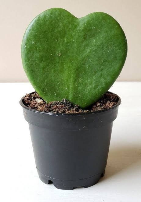 Heart Hoya - Image 2