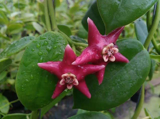 Hoya Coronaria Red