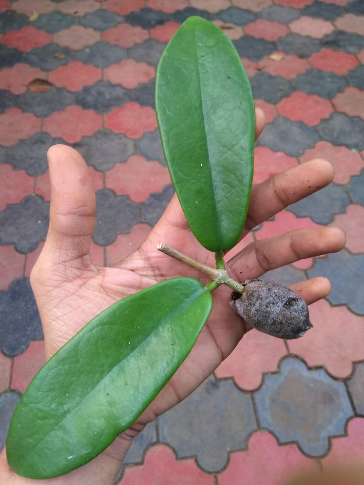 Hoya Coronaria Red - Image 2